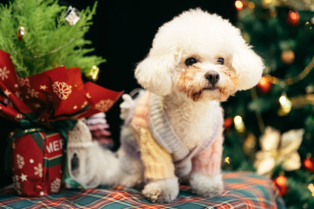 istock Bichon is on the table, celebrating Christmas 2170193201