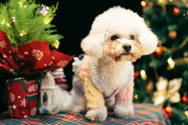 istock Bichon is on the table, celebrating Christmas 2170193204