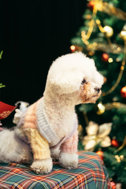 istock Bichon is on the table, celebrating Christmas 2170193237