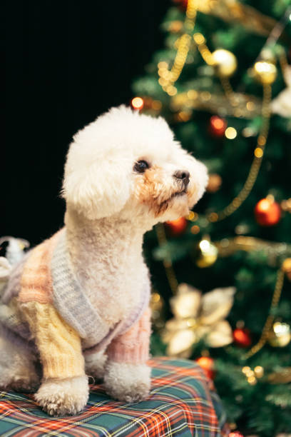 istock Bichon is on the table, celebrating Christmas 2170193249
