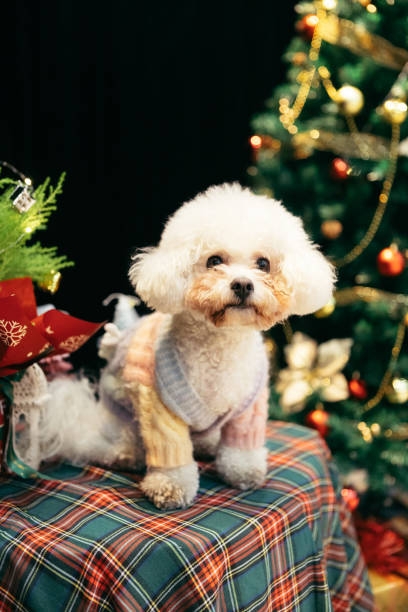 istock Bichon is on the table, celebrating Christmas 2170193293