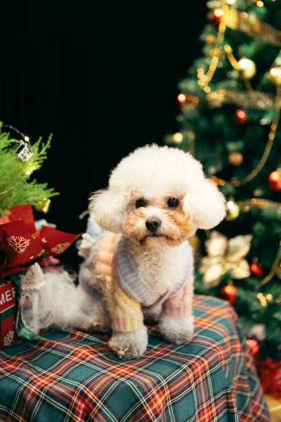 istock Bichon is on the table, celebrating Christmas 2170193327