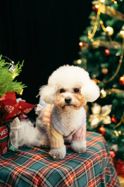 istock Bichon is on the table, celebrating Christmas 2170193348