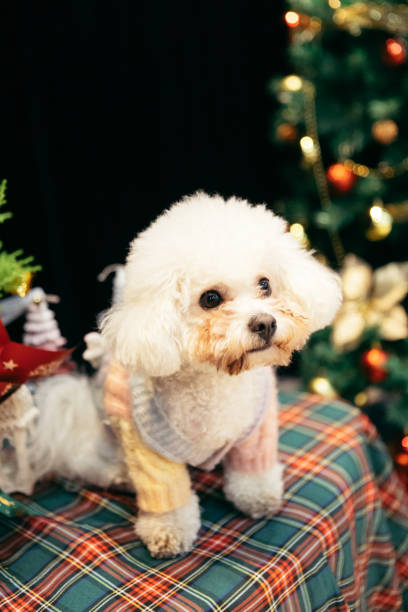 istock Bichon is on the table, celebrating Christmas 2170193353