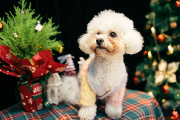 istock Bichon is on the table, celebrating Christmas 2170193510