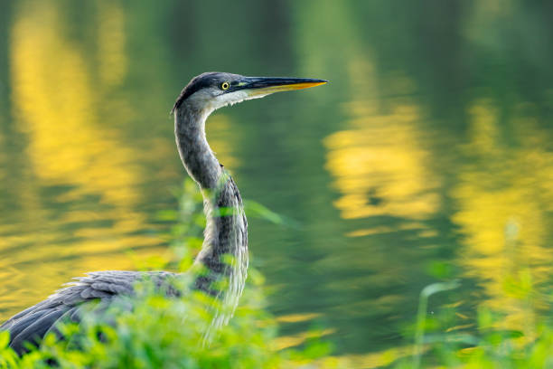 A close up of a Great Blue Heron close to a lake in Pennsylvania, USA.