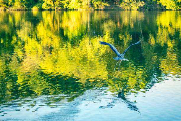 A great blue heron in flight over a lake with trees reflecting in the water.