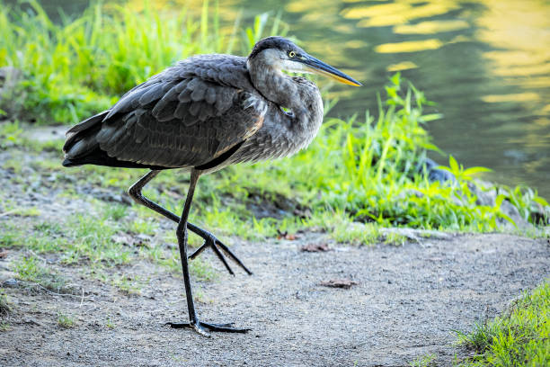A Great Blue Heron walking toward the water's edge.
