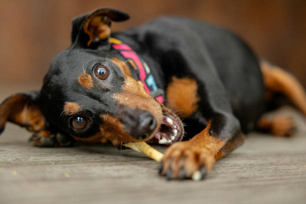 istock Black and tan Pinscher eats a dog treat 2170196157