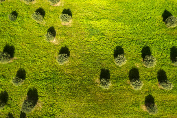 istock Aerial view of olive trees, Tuscany 2170197288