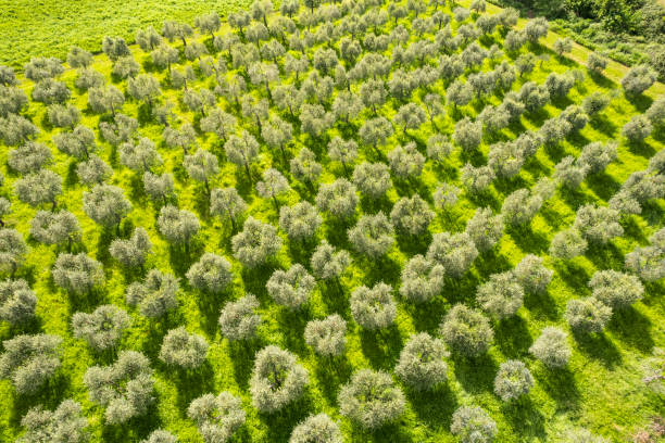 Aerial view of symmetrical olive plantation, Val d'Orcia, Tuscany, Italy