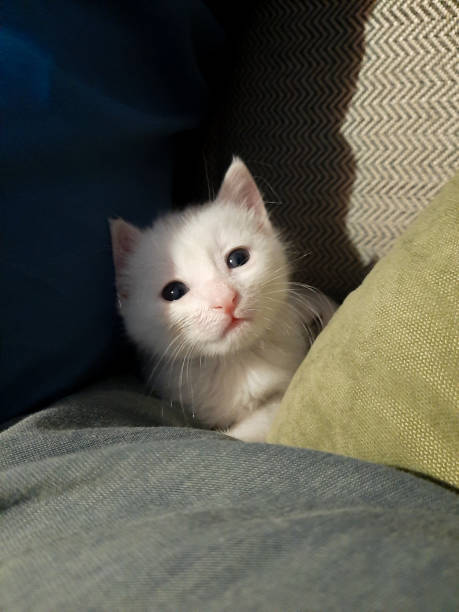 istock Cute little white kitten lying on a sofa at home 2170199216