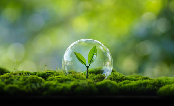 istock Young tree growing in moss and green nature background 2170199820