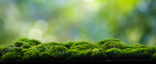 istock Moss background, green moss on wooden background blur nature 2170199823