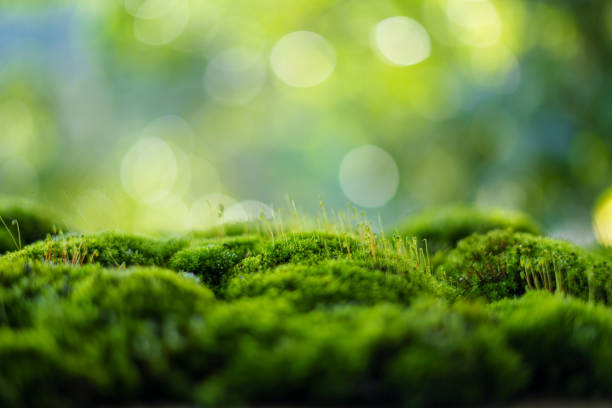 Moss background, green moss on wooden background blurred nature, background for brand display
