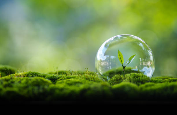 istock Young tree growing in moss and green nature background 2170199848