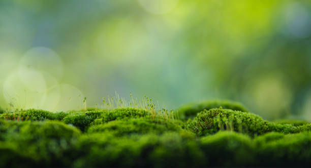 istock Moss background, green moss on wooden background blur nature 2170199851