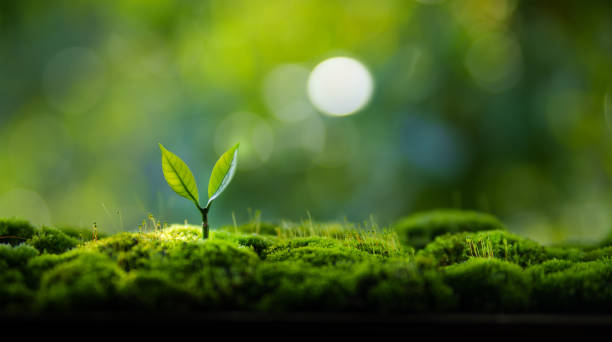 istock Young tree growing in moss and green nature background 2170199858