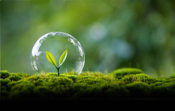 istock Young tree growing in moss and green nature background 2170199868