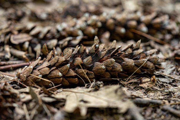 Western white pine cones in the forest.