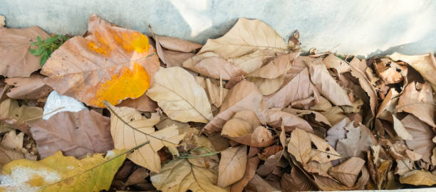 istock background of dry leaves falling 2170207124