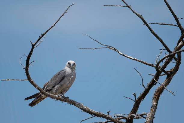 istock Mississippi Kite in a Dead Tree 2170208711