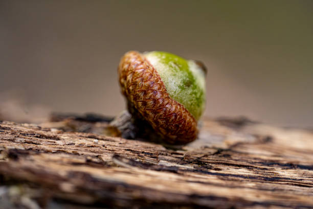 Acorn in the forest close up.