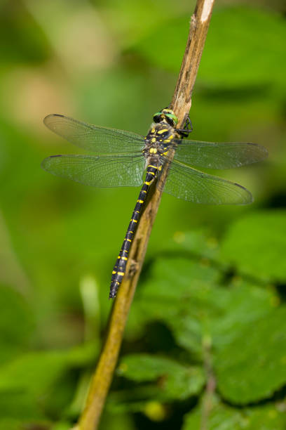 istock black an yellow stripe Dragonfly on a stick 2170209551