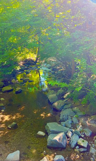 istock Creek in forest with big stones. 2170210143