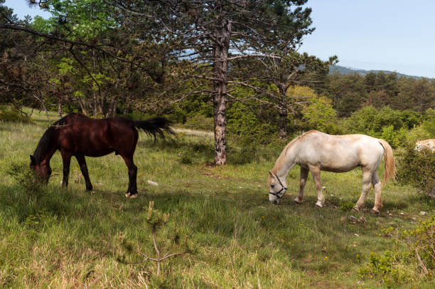 istock Grazing horses on pasture 2170210343