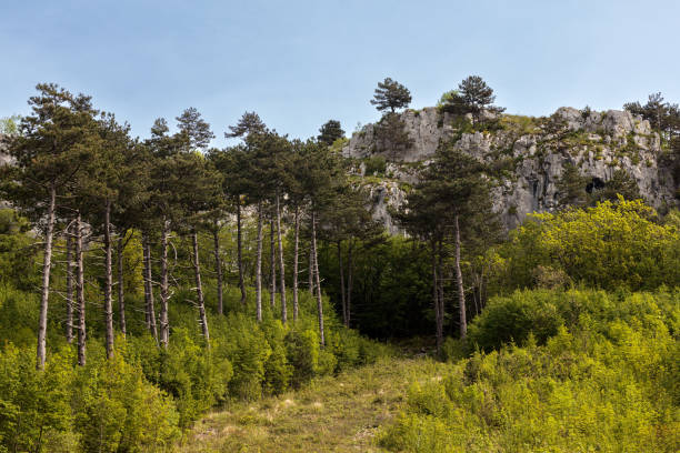 Mountain landscape with pine trees and karst rock formations, Slovenia