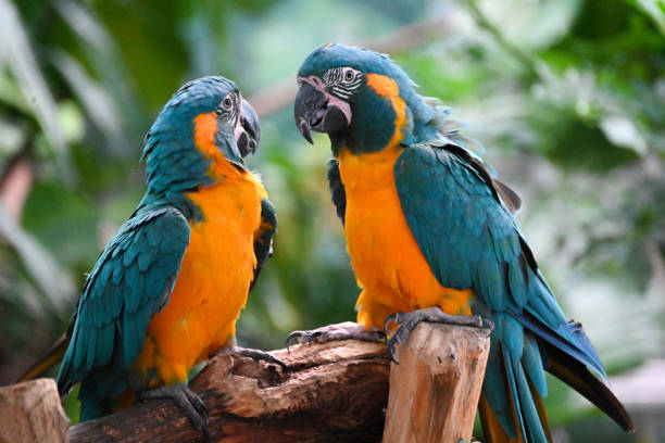 istock Birds of a Feather 2170210571
