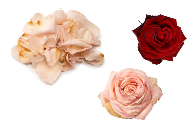 Dry pink rose isolated on a white background. Dry flower.