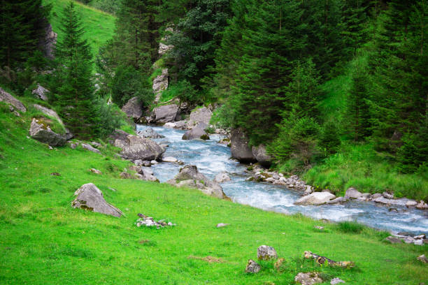 small mountain creek flows across the forest. hiking concept