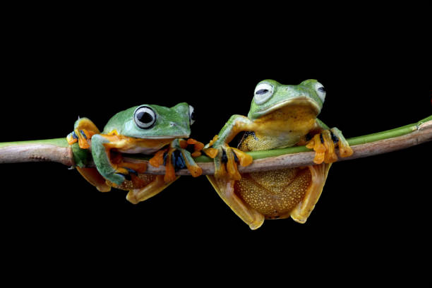 istock flying tree frog sitting on a branch , Rhacophorus reinwardti 2170213025