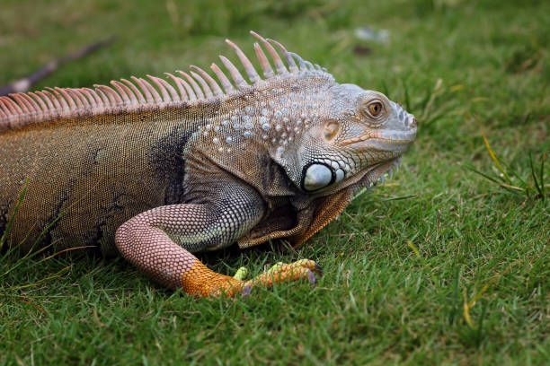 istock adult iguana walking on grass 2170213029