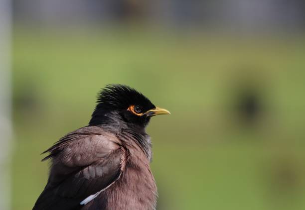 istock Beautiful & Cute Myna Bird Photography While Traveling 2170214321