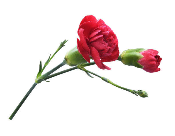 istock Red carnation flowers with green buds isolated 2170214461