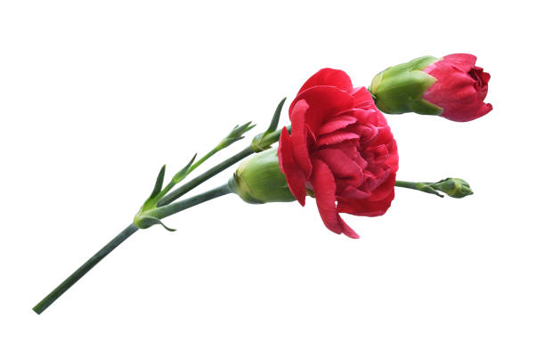 istock Red carnation flowers with green buds isolated 2170214462