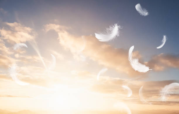 Abstract White Bird Feathers Floating in The Sky with Sunshine. Freedom, Floating Freely, Peace. Softness of Feathers Falling in Heavenly.