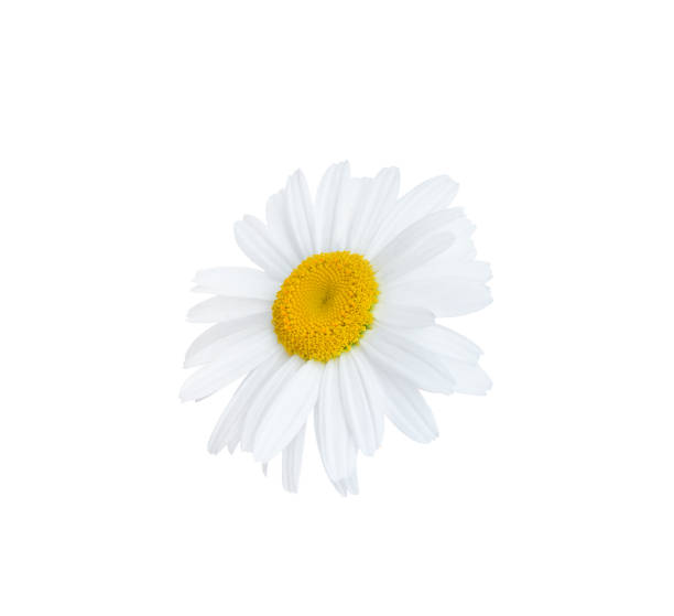 istock Chamomile or daisy flower close up isolated on white background with clipping path. Element for your design. 2170215599