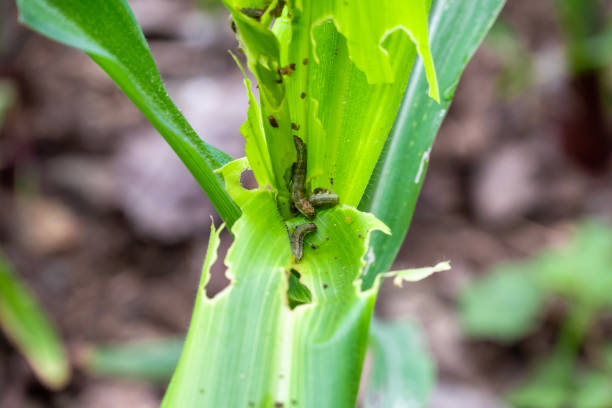 istock In the maize field, the armyworm attack the maize leaves, causing damage to the maize leaves, attack of The fall armyworms on maize or corn crop. 2170216765