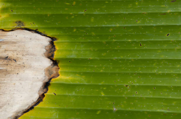 Banana leaf, banana leaf surfaces texture, Abstract green leaf surfaces background, Abstract texture banana leaf background.