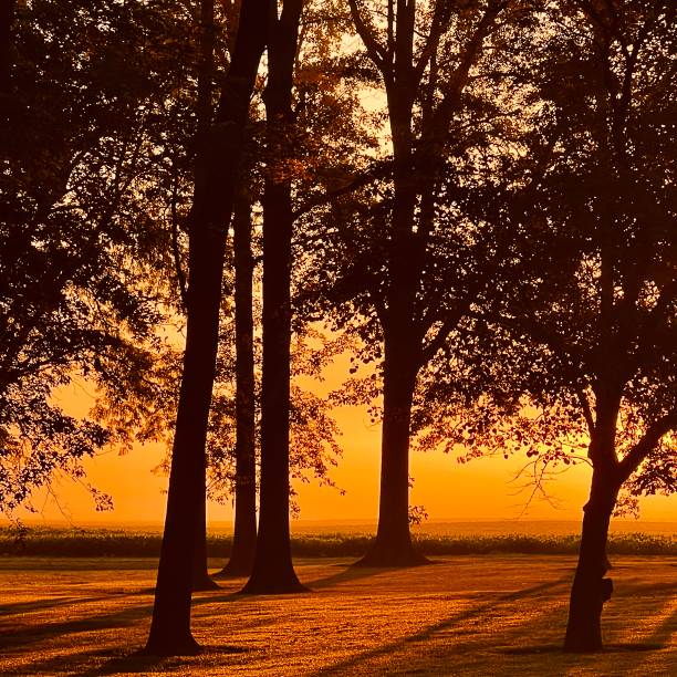 istock Sunrise with fog through trees. 2170217483