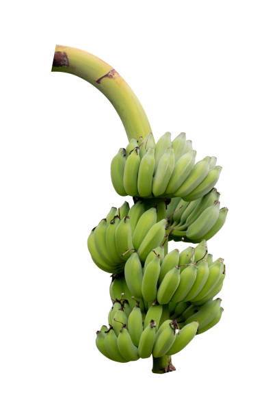 istock Bunch of green bananas 2170218928