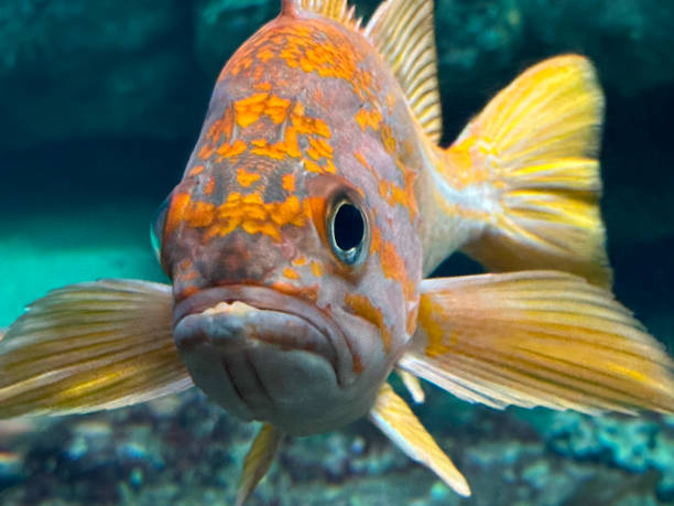 istock front view of canary rockfish, Sebastes pinniger 2170220526