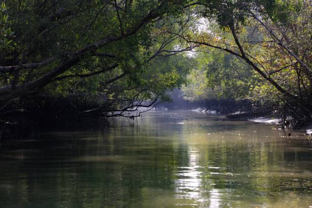 istock A canal in Sundarbans 2170220980