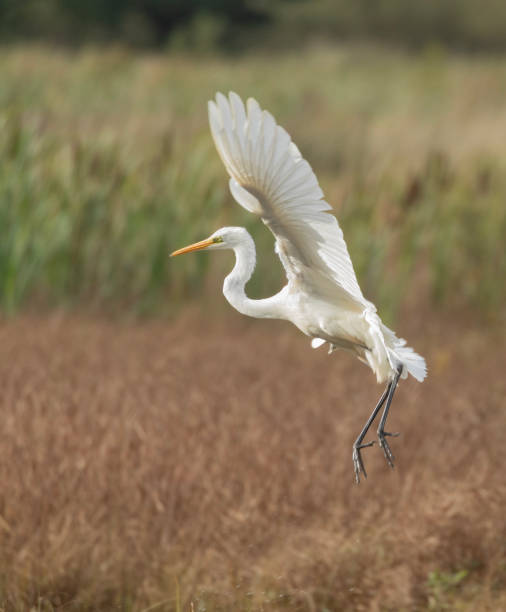 istock Great Egret, Ardea alba, fka Egretta alba: Scotland, UK 2170222261