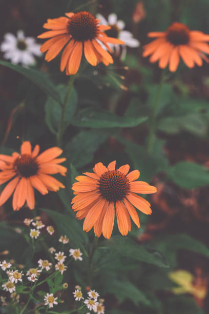 istock Flowers in the garden 2170222290