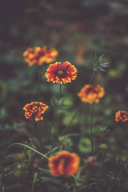 Flowers in the garden